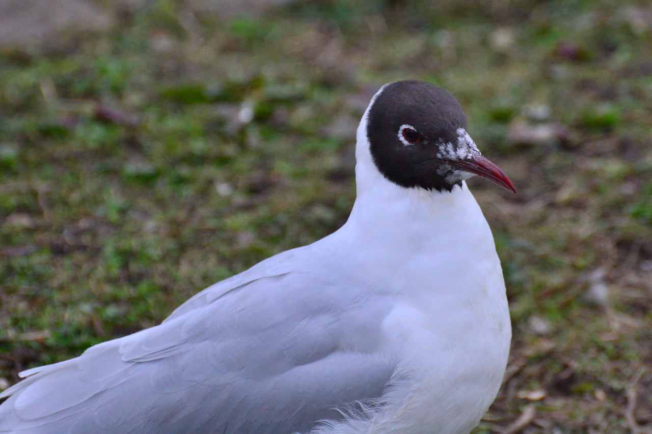 Chroicocephalus ridibundus